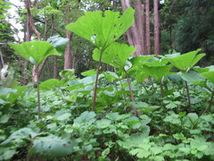 Petasites japonicus