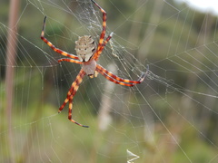 Argiope legionis