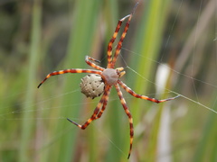 Argiope legionis