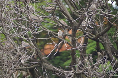 Zenaida auriculata