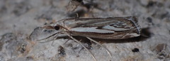 Catoptria staudingeri