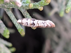 Blastesthia tessulatana