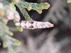 Blastesthia tessulatana