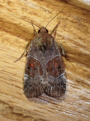 Hampsonodes mastoides