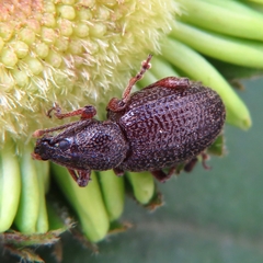 Otiorhynchus cribricollis