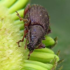 Otiorhynchus cribricollis