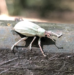 Compsus auricephalus