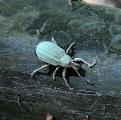 Compsus auricephalus