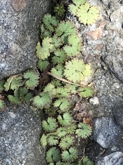 Hydrocotyle moschata