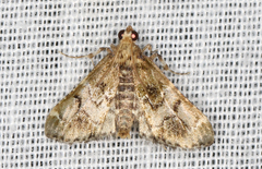 Arescoptera haplocala