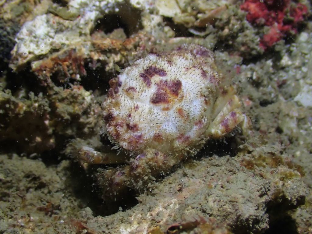 Gaillardiellus