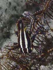 Allogalathea elegans