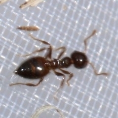 Crematogaster sordidula