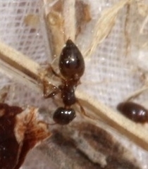 Crematogaster sordidula