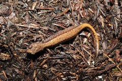 Plethodon larselli