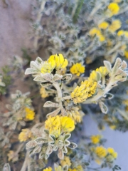 Medicago marina