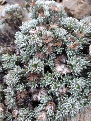 Senecio leucomallus
