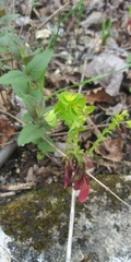 Euphorbia commutata