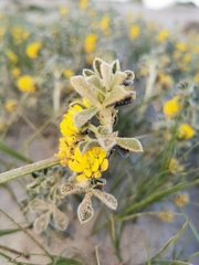 Medicago marina
