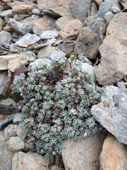 Senecio leucomallus