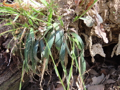 Luzula acuminata carolinae