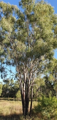 Corymbia tessellaris