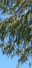Corymbia tessellaris