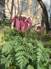 Dicentra eximia