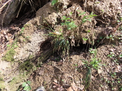Luzula acuminata carolinae
