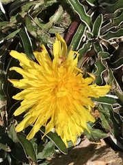 Taraxacum officinale