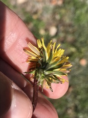 Taraxacum officinale
