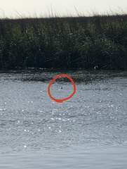 Malaclemys terrapin centrata