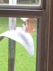 Melopsittacus undulatus domesticus
