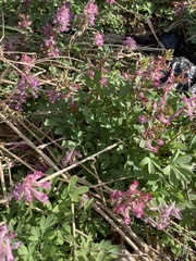 Corydalis solida