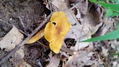 Cantharellus appalachiensis