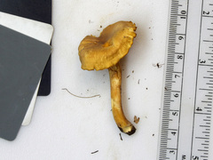 Cantharellus appalachiensis