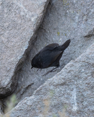 Scytalopus magellanicus