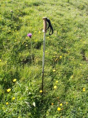 Cirsium rivulare