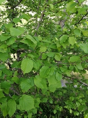 Corylus avellana