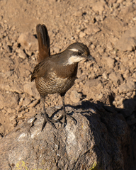 Pteroptochos megapodius