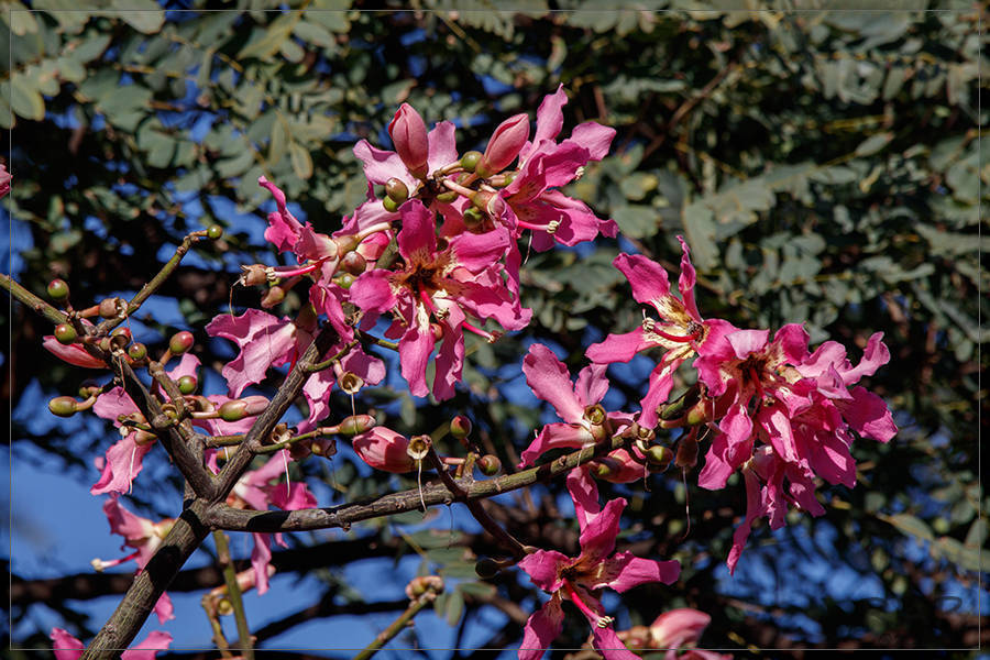 Chorisia speciosa A.St.-Hil.