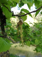 Corylus avellana