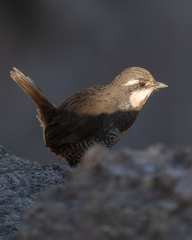 Pteroptochos megapodius