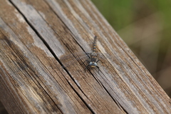 Williamsonia lintneri