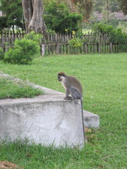 Chlorocebus aethiops