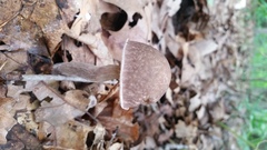 Leccinellum pseudoscabrum