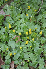 Ficaria verna