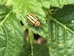 Disonycha spilotrachela