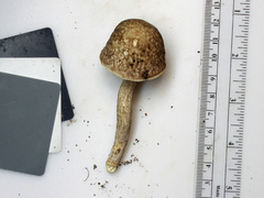 Leccinellum pseudoscabrum