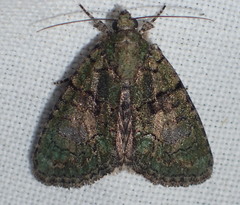 Cryphia pallida